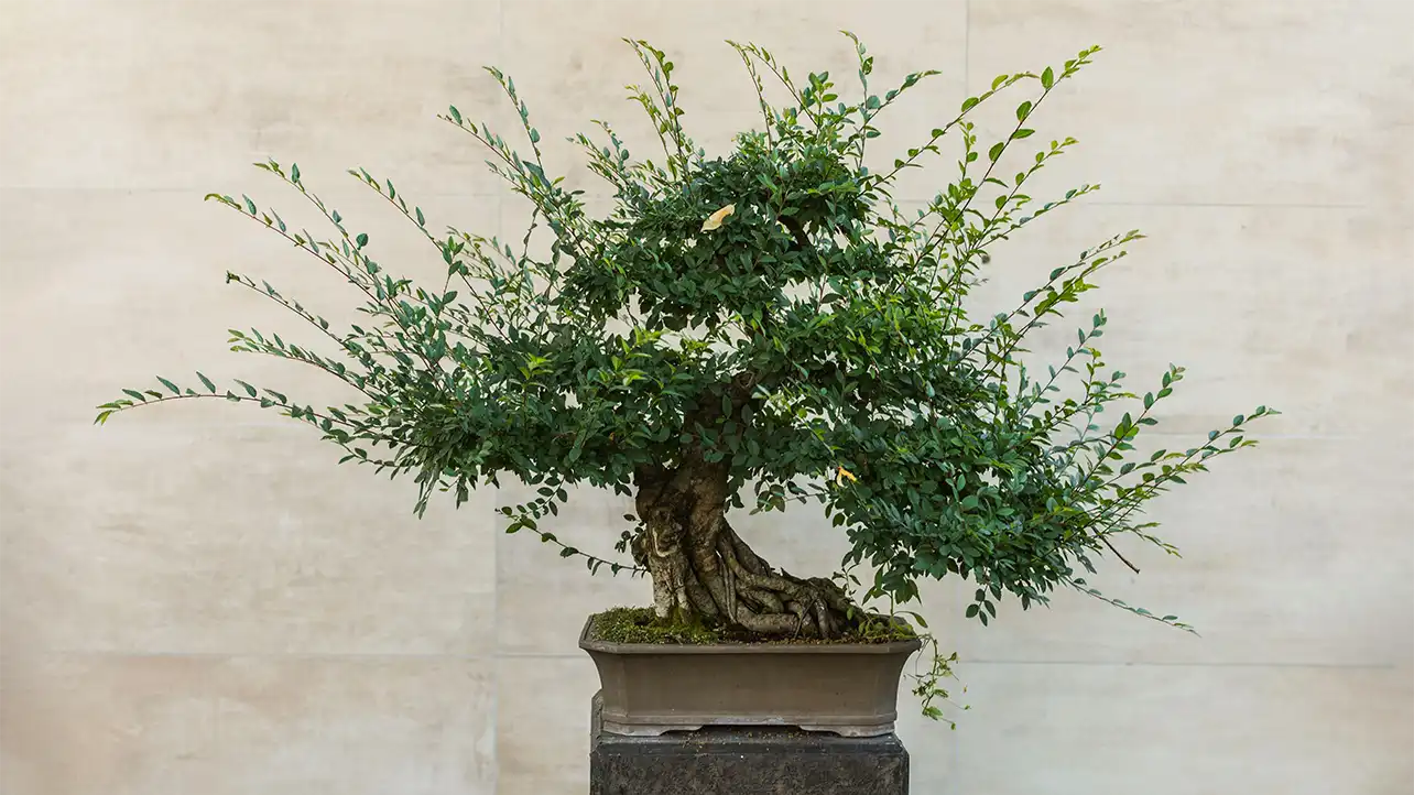 The Art of Classic Bonsai