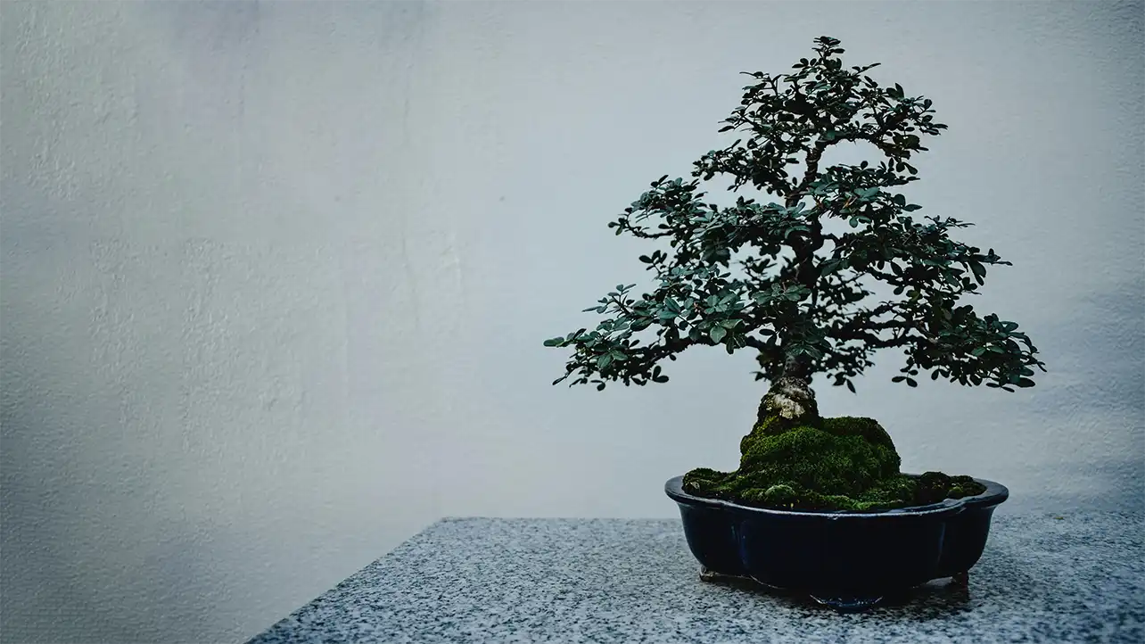 Shadow & Stone a Bonsai Study