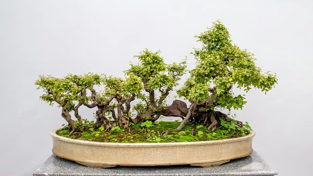 Forest in a Tray the Bonsai Grove