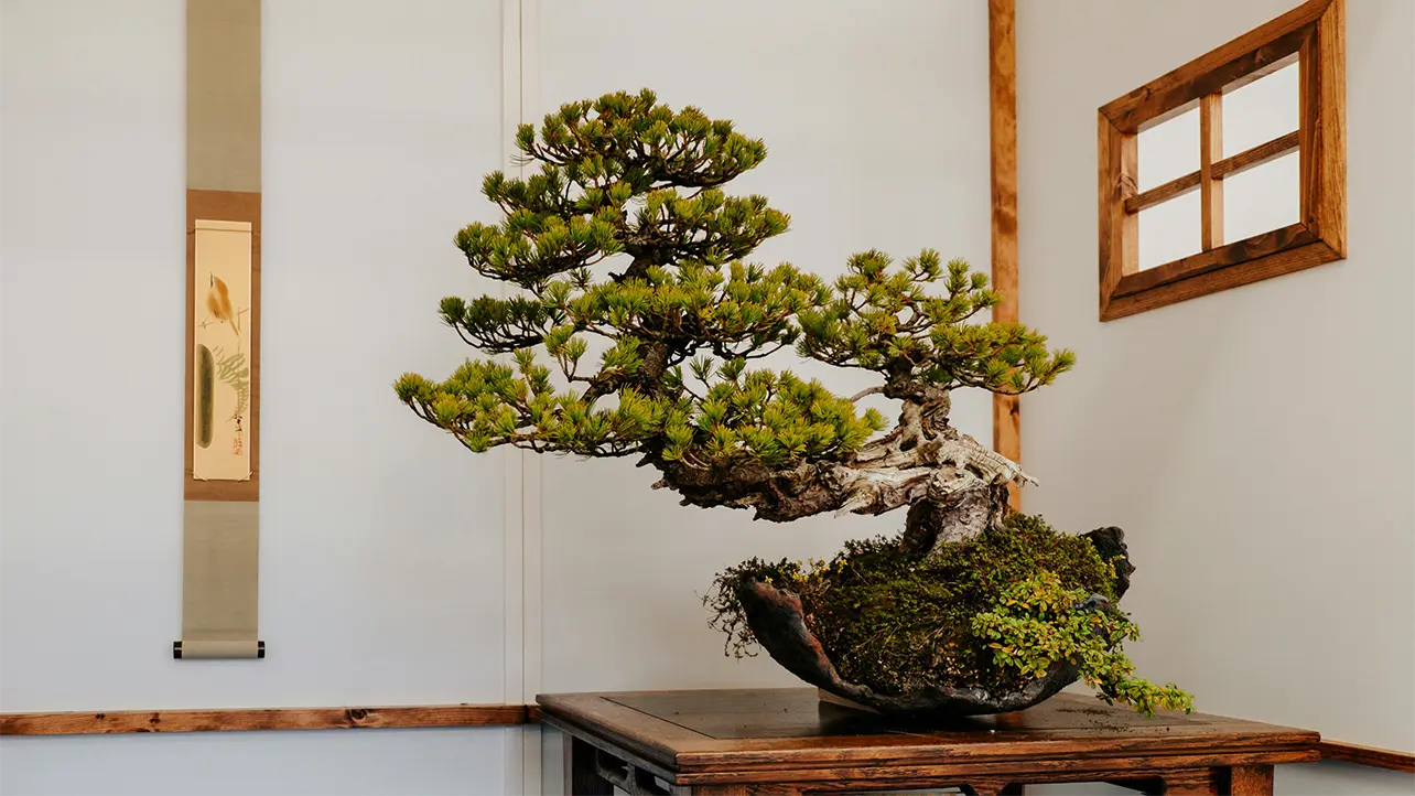 Harmony Indoors with Bonsai and Japanese Interiors