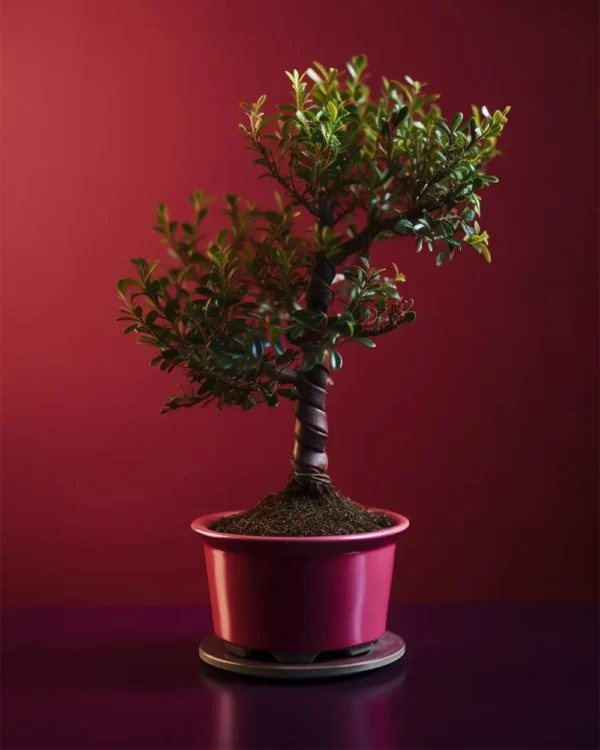Zelkova Bonsai