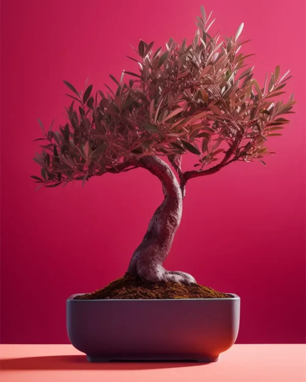 Japanese Maple Bonsai