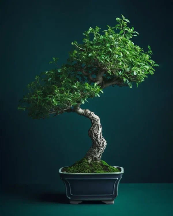 Fukien Tea