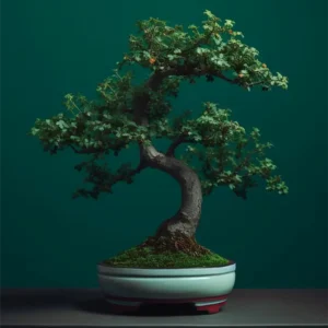 Boxwood Bonsai