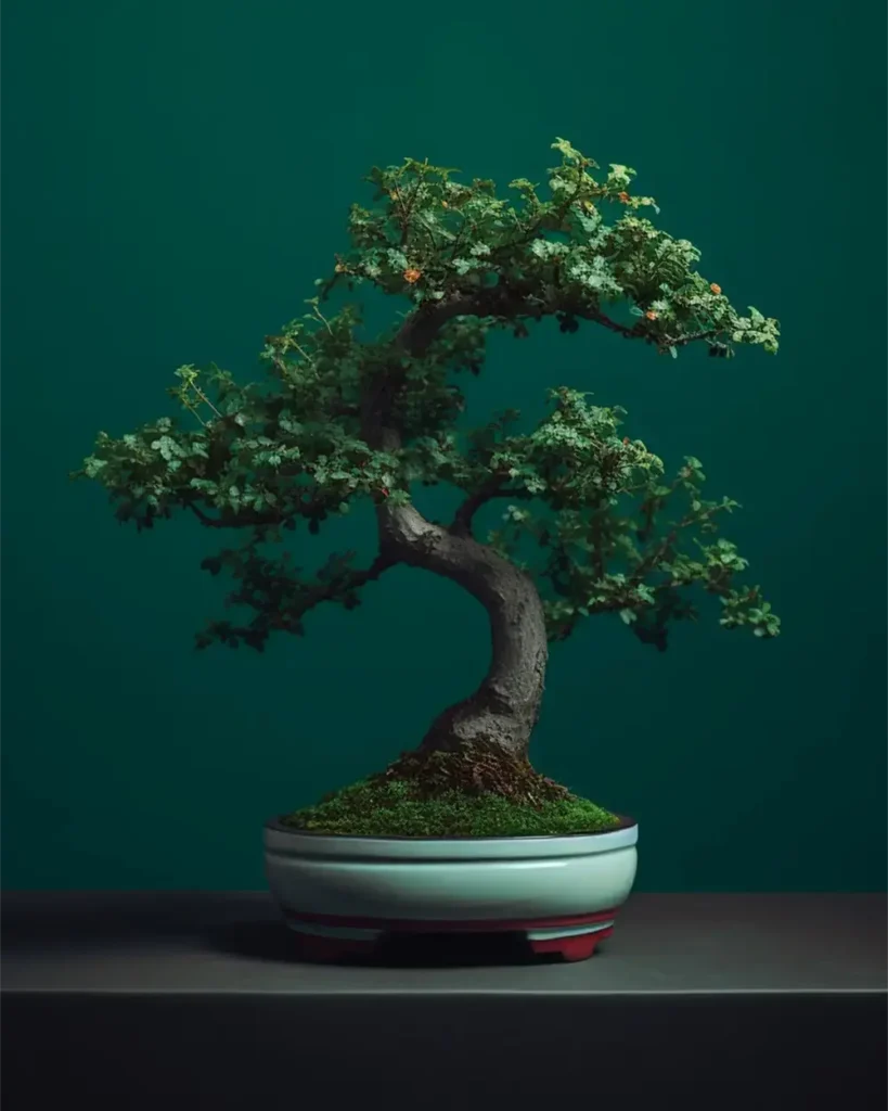 Boxwood Bonsai