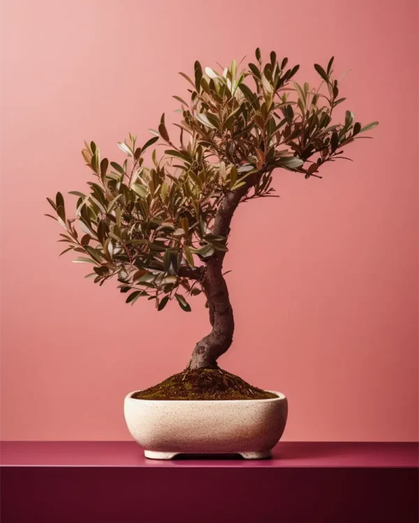 Twisted Olive