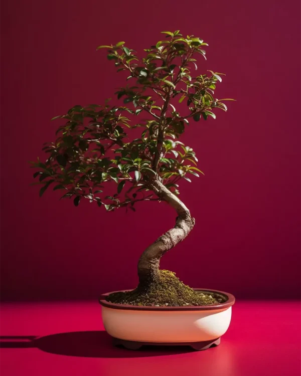 Red Maple
