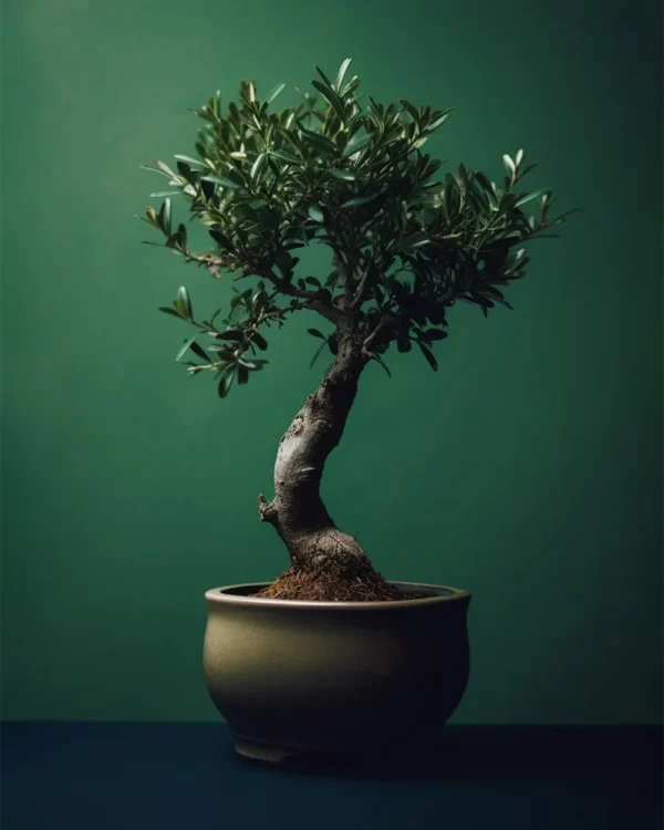 Olive Bonsai